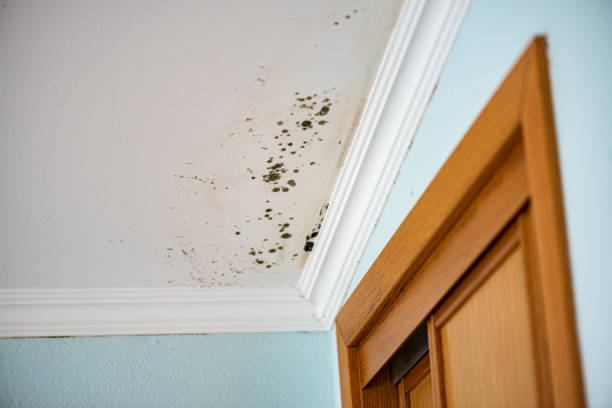 Best Mold Damage Repair  in Indian Head Park, IL